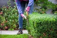 Trimming low box hedges using hand shears - Buxus sempervirens