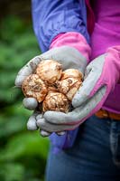 Holding a handful of daffodil bulbs ready to plant