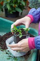 Taking Salvia cuttings - putting cuttings into plastic bag