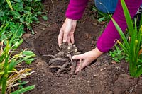 Planting a peony in autumn - placing in a hole making sure the crown is 3-4 cm below ground level