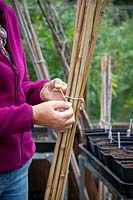Bringing cane plant supports into the greenhouse for winter storage. Sorting them into different sizes and tying them into bundles. 