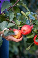 Picking apples by cupping from underneath then twisting - Malus domestica