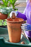 Planting a Lily bulb in a deep terracotta pot