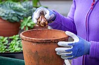 Planting a lily bulb in a deep terracotta pot