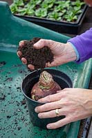 Planting a single hippeastrum bulb into a plastic pot in a greenhouse in early autumn