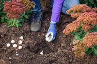 Planting allium cristophii bulbs in a border in early autumn. 