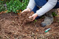 Mulching dahlias with strulch after cutting back frosted and blackened foliage when leaving them in the ground over winter. 