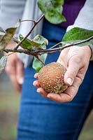 Removing an apple that has been infected with brown rot - Monilinia fructigena, M. laxa.