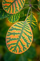 Autumn colouring just appearing on the leaves of Cotinus cogyggria after the first cold nights
