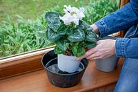 Watering a cyclamen in a conservatory by placing it in a bowl of water.