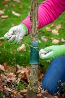 Putting a horticultural grease band around the trunk of a Prunus - Cherry - tree to reduce the number of winter moth caterpillars