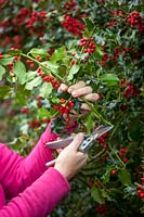 Picking sprigs of common holly berries for arranging in the house at Christmas. Ilex aquifolium