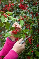 Picking sprigs of Ilex aquifolium - Holly - berries for arranging in the house 