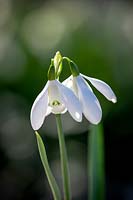 Galanthus 'Mrs Thompson' - snowdrop - showing tendency to produce twin flowers on a single stem.