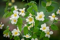 Kerria japonica 'Albescens' - Japanese rose