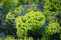 Euphorbia characias subsp.wulfenii 'BQ'