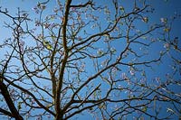 Paulownia tomentosa AGM  - Foxglove tree
