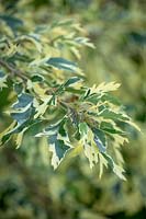 Quercus cerris 'Argenteovariegata' - Turkey oak