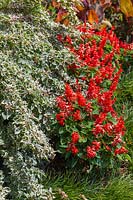 A colourful tropical style garden featuring a variegated Bougainvillea and Salvia, 'Bonfire' with a Mondo Garss border.