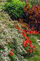 A colourful tropical style garden featuring a variegated Bougainvillea and Salvia, 'Bonfire' with a Mondo Grass border.