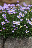 A Cut leaf Daisy in full flower growing over a sandstone edged garden bed.