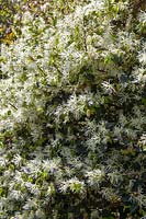  A large flowering Chinese fringe flower shrub covered in a profusion of delicate white flowers.