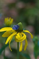 A Prairie coneflower, a with pendulous bright yellow petals with a Common grass blue butterfly feeding on it.