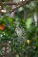Tillandsia useneoides - Spanish Moss or Old Man's Beard - airplant suspended from the branch of a tree with wire