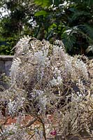 Wisteria sinensis var. alba - Chinese Wisteria in flower