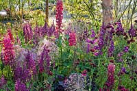Mixed flowerbed with pink and purple flowers, Allium christophii seedheads, Penstemon, Lupinus 'Red Rum', Heuchera  and Dianthus cruentus