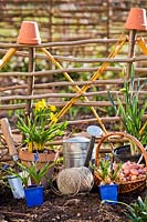 Potted Narcissus - Daffodil and Muscari - Grape Hyacinth - with tools and string against hurdles 