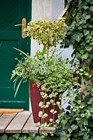 Container with Plectranthus coleoides, Euphorbia 'Diamond Frost' and Euonymus japonicus, by front door 