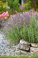 Lavandula - Lavender - growing in stone walled bed