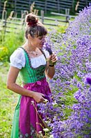 Woman wearing a dirndl, pausing to sniff bunch of flowers whilst cutting Lavendula - Lavender