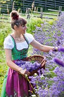 Woman wearing a dirndl whilst cutting Lavendula - Lavender