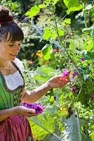 Woman wearing dirndl whilst picking Malva - Common Mallow flowers