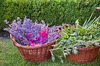 Harvested herbs and flowers for homemade products such as cosmetics, drinks, medicine etc. Lavandula angustifolia - English Lavender, Rosa - Rose, Malva sylvestris var. mauritiana - Mallow
