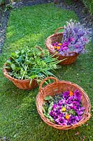 Baskets of harvested herbs and flowers, for making cosmetic and other herbal remedies