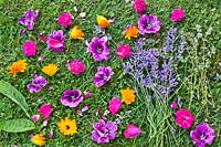 Looking down on harvested herbs and flowers laid out on a lawn. Calendula officinalis - Pot Marigold, Lavandula angustifolia - English Lavender, Rosa - Rose, Malva sylvestris var. mauritiana - Mallow