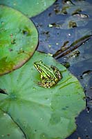 Rana temporaria - Common frog sat on Lilly pad