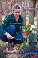 Woman with potted daffodils filling gaps in spring border.