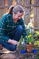 Woman with potted daffodils filling gaps in spring border