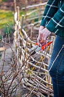 Woman pruning Ribes nidigrolaria 