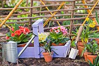 Terracotta pots of Primulas, Muscari and Narcissus for planting