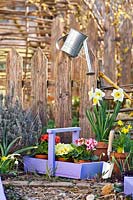 	Terracotta pots of Primulas, Muscari and Narcissus for planting