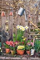 Display of spring Primulas, Narcissus, Bellis and Muscari in terracotta pots
