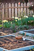 Raised bed and onion sets in early spring