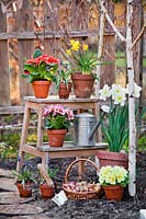 Terracotta pots of Primulas, Narcissus and Muscari displayed on small, wooden ladder.