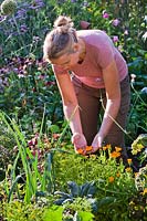 Woman picking Calendula officinalis - Marigolds.

