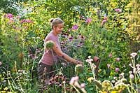 Woman picking flowers in mixed perennial border